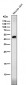 Anti-Phospho-c-Jun (S63) Rabbit Monoclonal Antibody